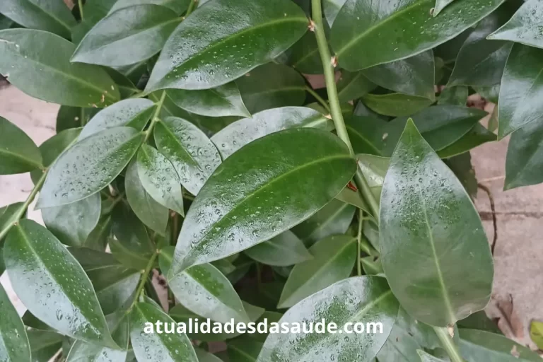 Uma planta de ora pro nobis no quintal